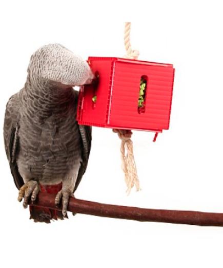 Foraging Cube - Hanging Parrot Toy - Medium